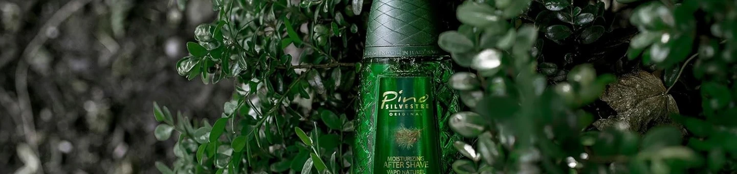 Pino Silvestre